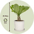 PLANT IN A BOX - Palmier hawaïen - Brighamia insignis - Hauteur 25-35cm - Pot 12cm - vignette