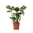 PLANT IN A BOX - Plante à trous - Monstera deliciosa - Hauteur 70-80cm - ⌀21cm - vignette