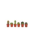 PLANT IN A BOX - Mélange de mini cactus - Set de 6 - Cactus - Hauteur 5-10cm - ⌀5,5cm - vignette
