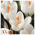 PLANT IN A BOX - Fleur printanière - Set de 30 - Crocus 'White' - Bulbes à fleurs - Blanc - vignette