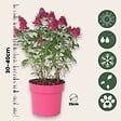 PLANT IN A BOX - Arbre à papillons - Buddleja davidii 'Candy' - Hauteur 30-40cm - ⌀19cm - vignette