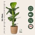 PLANT IN A BOX - Oiseau de paradis - Strelitzia nicolai - Hauteur 55-70cm - ⌀17cm - vignette