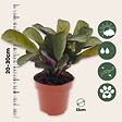 PLANT IN A BOX - Plante Dormeuse - Ctenanthe 'Amagris' - Hauteur 20-30cm - ⌀12cm - vignette