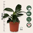PLANT IN A BOX - Plante verte - Philodendron 'Green Princess' - Hauteur 20-30cm - ⌀12cm - vignette