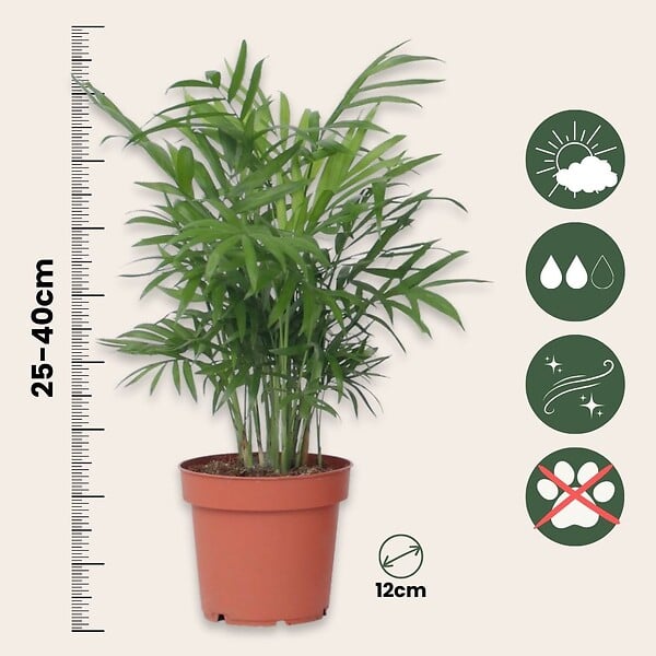 PLANT IN A BOX - Plantes d'intérieur tendance - Set de 4 - Hauteur 25-40cm - ⌀12cm - large