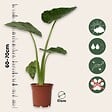 PLANT IN A BOX - Plante à grandes feuilles - Alocasia 'Macrorrhizos' - Hauteur 60-70cm - ⌀17cm - vignette
