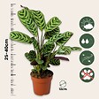 PLANT IN A BOX - Plante Dormeuse - Set de 4 - Ctenanthe 'burle-marxii' - Hauteur 25-40cm - ⌀12cm - vignette