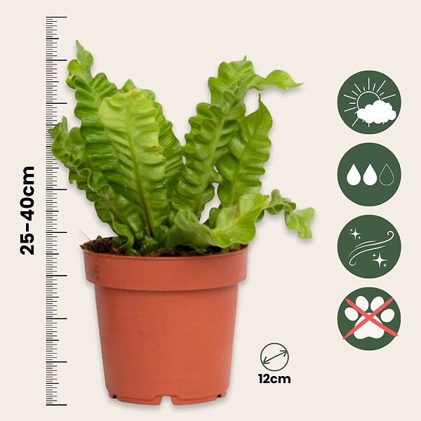 PLANT IN A BOX - Fougère nid d'oiseau - Set de 2 - Asplenium 'Crispy Wave' - H25-40cm - ⌀12cm - large