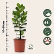 PLANT IN A BOX - Pommier baumier - Clusia rosea 'Princess' - Hauteur 50-60cm - ⌀17cm - vignette