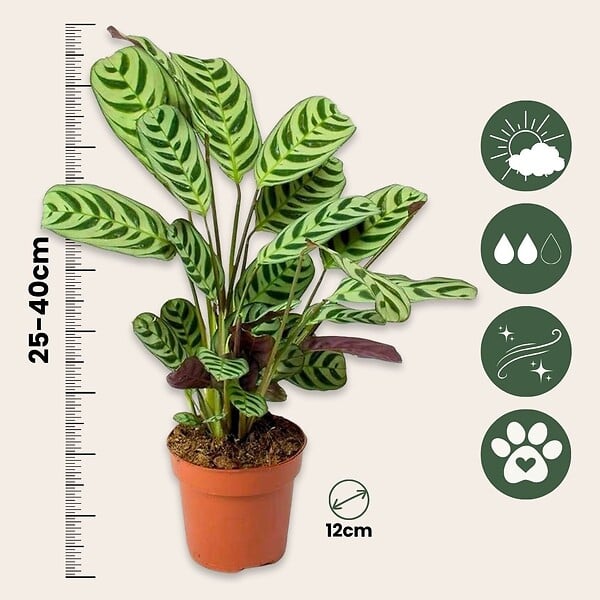 PLANT IN A BOX - Plante Dormeuse - Ctenanthe 'burle-marxii' - Hauteur 25-40cm - ⌀12cm - large