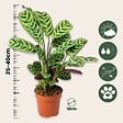 PLANT IN A BOX - Plante Dormeuse - Ctenanthe 'burle-marxii' - Hauteur 25-40cm - ⌀12cm - vignette