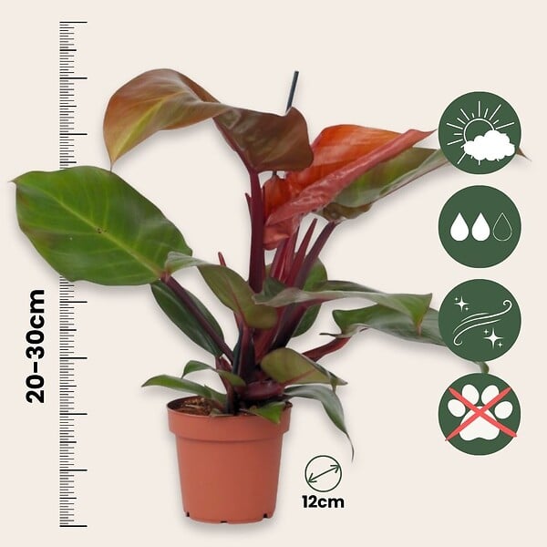 PLANT IN A BOX - Plante verte - Philodendron 'Sun Light' - Hauteur 20-30cm - ⌀12cm - large
