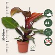PLANT IN A BOX - Plante verte - Philodendron 'Sun Light' - Hauteur 20-30cm - ⌀12cm - vignette