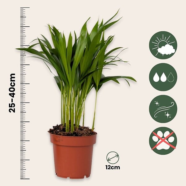 PLANT IN A BOX - Mélange de plantes purificatrices d'air - Set de 5 - Hauteur 25-40cm - ⌀12cm - large