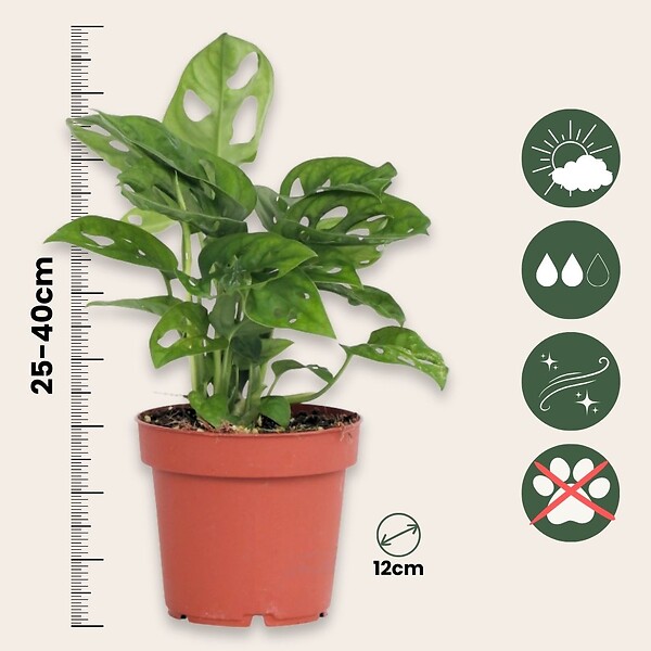 PLANT IN A BOX - Plante à trous - Monstera adansonii 'Monkey Mask' - Hauteur 25-30cm - ⌀12cm - large