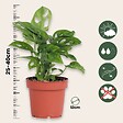 PLANT IN A BOX - Plante à trous - Monstera adansonii 'Monkey Mask' - Hauteur 25-30cm - ⌀12cm - vignette