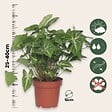 PLANT IN A BOX - Patte-d'oie - Syngonium podophyllum 'Pixie' - Hauteur 25-40cm - ⌀12cm - vignette