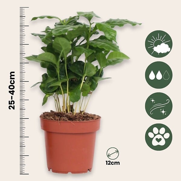PLANT IN A BOX - Caféier - Set de 4 - Coffea arabica - Hauteur 25-40cm - ⌀12cm - large