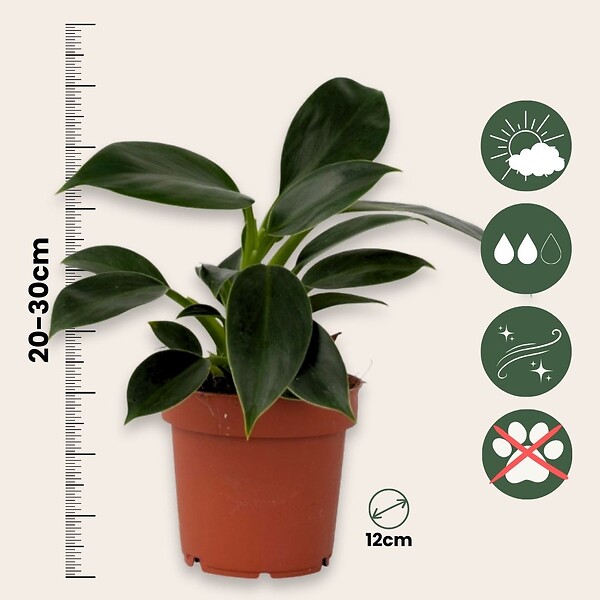 PLANT IN A BOX - Plante verte - Set de 2 - Philodendron 'Green Princess' - H20-30cm - ⌀12cm - large