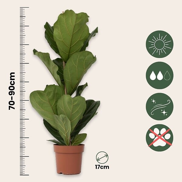 PLANT IN A BOX - Figuier à Feuilles de Violon - Set de 2 - Ficus Lyrata - Hauteur 70-90cm - ⌀21cm - large