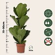 PLANT IN A BOX - Figuier à Feuilles de Violon - Set de 2 - Ficus Lyrata - Hauteur 70-90cm - ⌀21cm - vignette