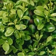 ARBORIX - Betterbuxus 'Heritage' – 20-25 cm - vignette