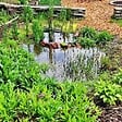 ARBORIX - Kit de plantes pour wadi – 60 plantes aquatiques pour la gestion des eaux de pluie et la biodiversité - vignette