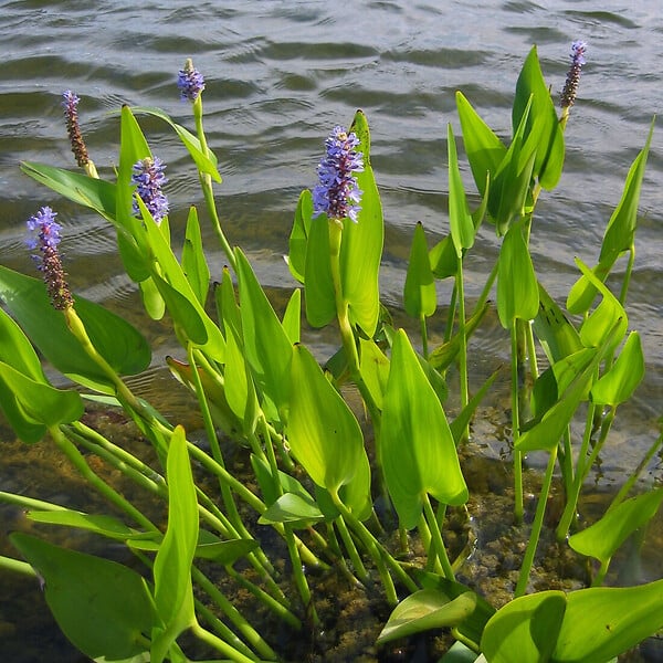ARBORIX - Kit de plantes pour wadi – 60 plantes aquatiques pour la gestion des eaux de pluie et la biodiversité - large