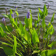 ARBORIX - Kit de plantes pour wadi – 60 plantes aquatiques pour la gestion des eaux de pluie et la biodiversité - vignette