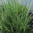 ARBORIX - Kit de plantes pour wadi – 60 plantes aquatiques pour la gestion des eaux de pluie et la biodiversité - vignette