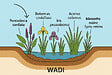 ARBORIX - Kit de plantes pour wadi – 60 plantes aquatiques pour la gestion des eaux de pluie et la biodiversité - vignette