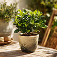 PLANT IN A BOX - Jasmin du Cap - Set de 4 - Gardenia jasminoides - Hauteur 20-30cm - ⌀13cm - vignette