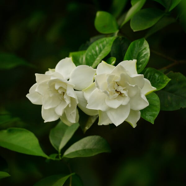 PLANT IN A BOX - Jasmin du Cap - Set de 4 - Gardenia jasminoides - Hauteur 20-30cm - ⌀13cm - large