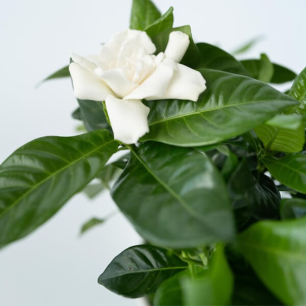 PLANT IN A BOX - Jasmin du Cap - Set de 2 - Gardenia jasminoides - Hauteur 20-30cm - ⌀13cm - large