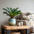 PLANT IN A BOX - Sagou du Japon - Set de 2 - Cycas revoluta - Hauteur 45-60cm - ⌀15cm - vignette