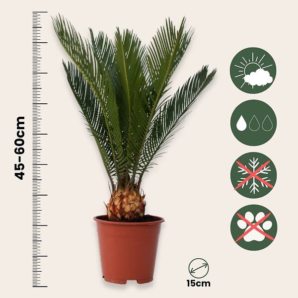 PLANT IN A BOX - Sagou du Japon - Set de 2 - Cycas revoluta - Hauteur 45-60cm - ⌀15cm - large