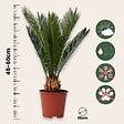 PLANT IN A BOX - Sagou du Japon - Set de 2 - Cycas revoluta - Hauteur 45-60cm - ⌀15cm - vignette