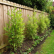 PLANT IN A BOX - Bambou non-traçant - Fargesia nitida 'Gansu' - Hauteur 50-70cm - ⌀17cm - vignette