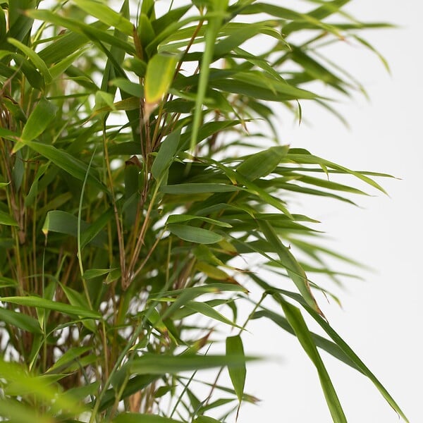 PLANT IN A BOX - Bambou non-traçant - Fargesia nitida 'Gansu' - Hauteur 50-70cm - ⌀17cm - large