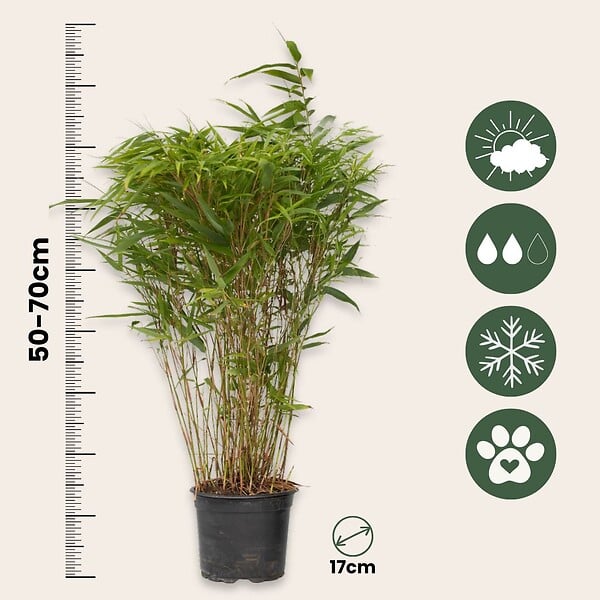PLANT IN A BOX - Bambou non-traçant - Fargesia nitida 'Gansu' - Hauteur 50-70cm - ⌀17cm - large
