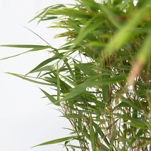 PLANT IN A BOX - Bambou non-traçant - Set de 2 - Fargesia nitida 'Gansu' - H50-70cm - ⌀17cm - large