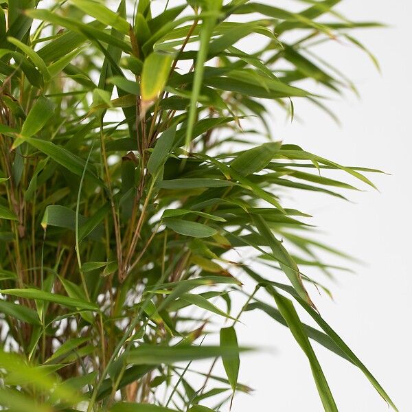 PLANT IN A BOX - Bambou non-traçant - Set de 2 - Fargesia nitida 'Gansu' - H50-70cm - ⌀17cm - large