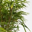 PLANT IN A BOX - Bambou non-traçant - Set de 2 - Fargesia nitida 'Gansu' - H50-70cm - ⌀17cm - vignette