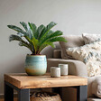 PLANT IN A BOX - Sagou du Japon - Set de 4 - Cycas revoluta - Hauteur 45-60cm - ⌀15cm - vignette