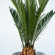 PLANT IN A BOX - Sagou du Japon - Set de 4 - Cycas revoluta - Hauteur 45-60cm - ⌀15cm - vignette