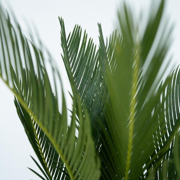 PLANT IN A BOX - Sagou du Japon - Set de 4 - Cycas revoluta - Hauteur 45-60cm - ⌀15cm - large