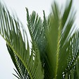 PLANT IN A BOX - Sagou du Japon - Set de 4 - Cycas revoluta - Hauteur 45-60cm - ⌀15cm - vignette