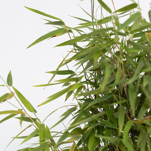 PLANT IN A BOX - Bambou non-traçant - Set de 2 - Fargesia nitida 'Red Dragon' - H50-70cm - ⌀17cm - large