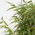 PLANT IN A BOX - Bambou non-traçant - Set de 4 - Fargesia nitida 'Red Dragon' - H50-70cm - ⌀17cm - vignette