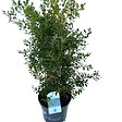 ARBORIX - Betterbuxus 'Skylight' – 30-40 cm - vignette